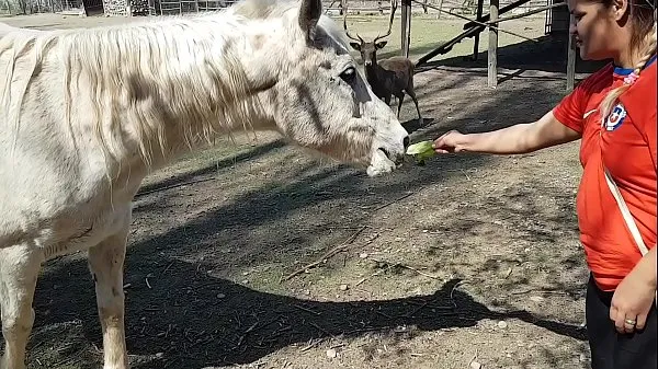 Ich war ganz nass, als ich die Größe eines Pferdegliedes sah !!! Ich wünschte mein Freund wäre so !!! Paty Hintern, El Toro De Oroneue Videos anzeigen